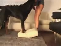 A dog nimpho